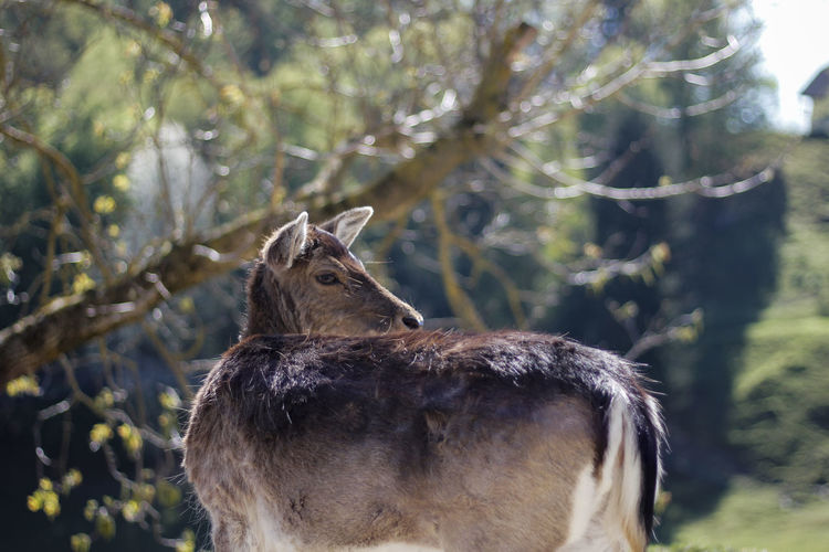 Close-up of deer