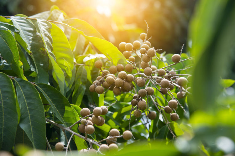 Young longan fruit on the tree