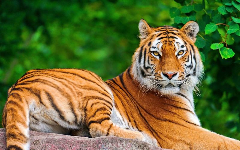 Portrait of tiger relaxing in zoo