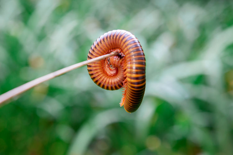Close-up millipede rolling on wood srick and green leaf background
