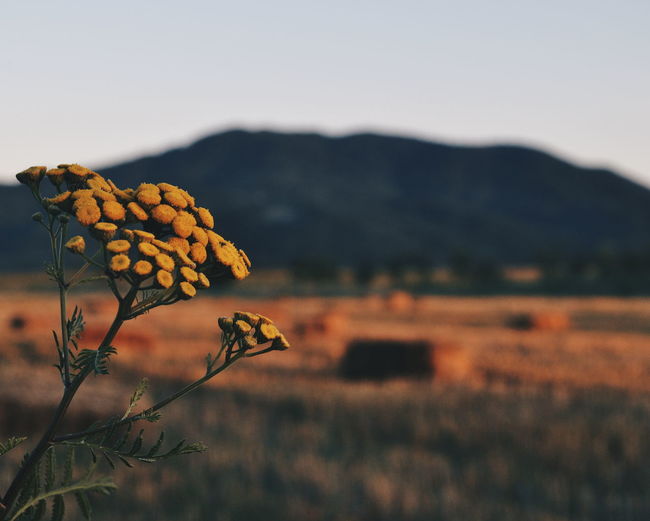 Close-up of plant on field against sky