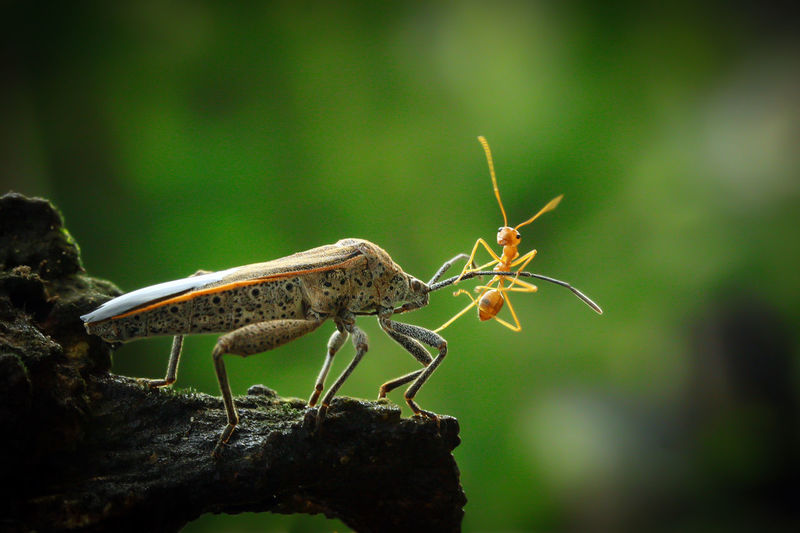 Close-up of bug hunting ant