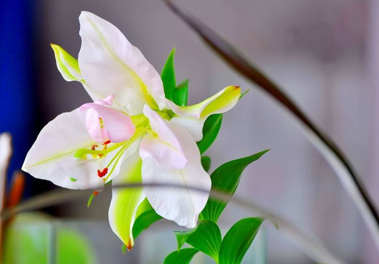 plant