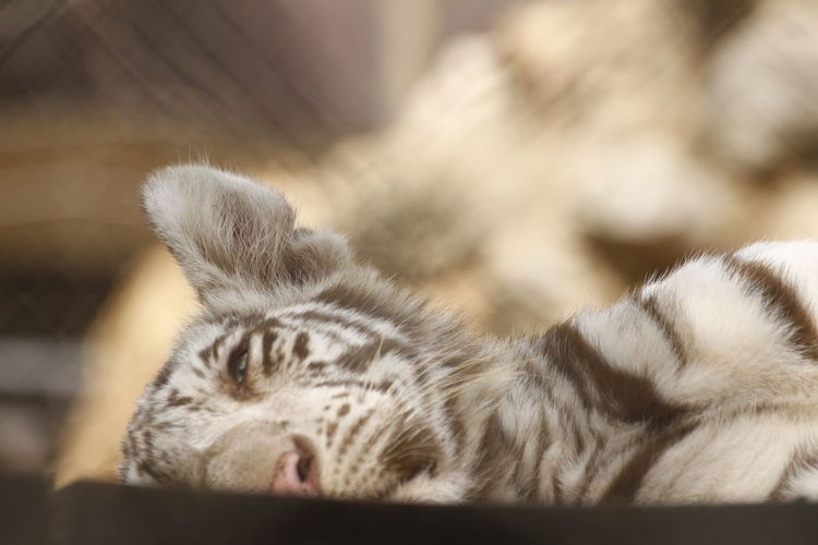 Close-up of white tiger resting in zoo