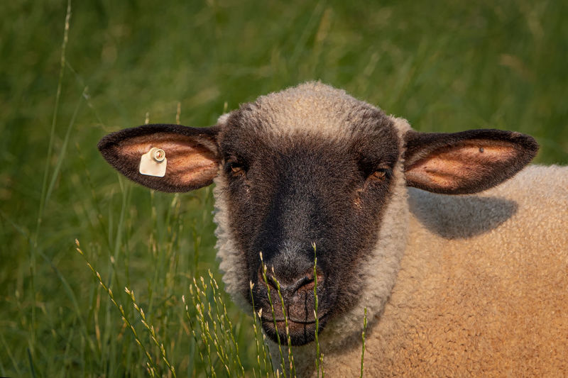Close-up of a sheep on grass