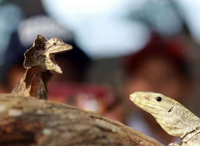 Close-up of lizard on rock