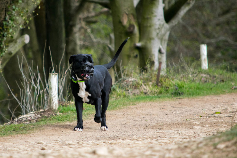 Black dog wearing muzzle and walking on pathway in forest 
