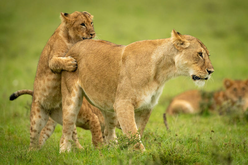 Cub grabs lioness from behind in grass