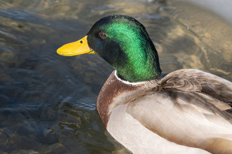 Mallard duck gets a head shot on a sunny day in winter