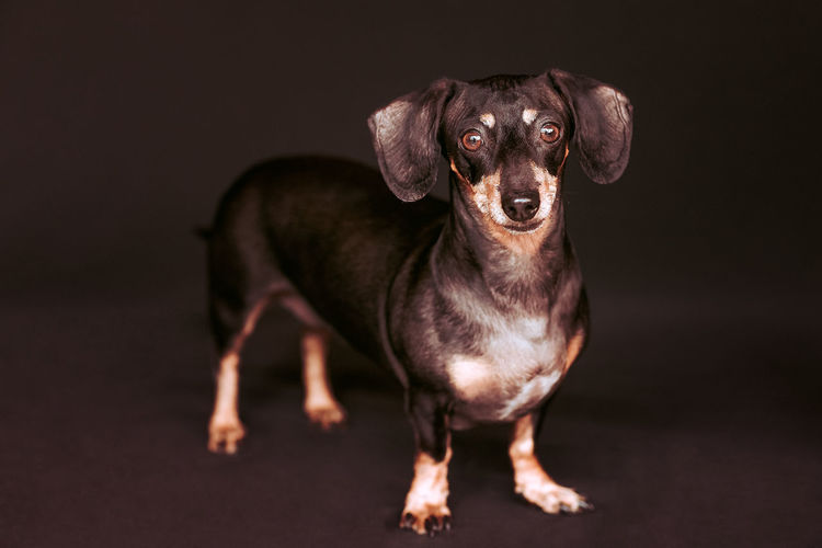 Portrait of dog against black background