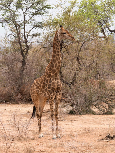 Giraffe standing on land