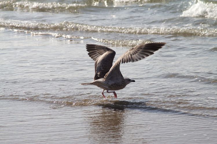 Bird flying over sea