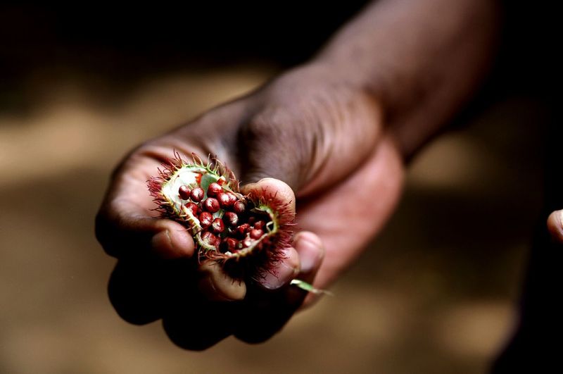 Close-up of human hand holding fruit