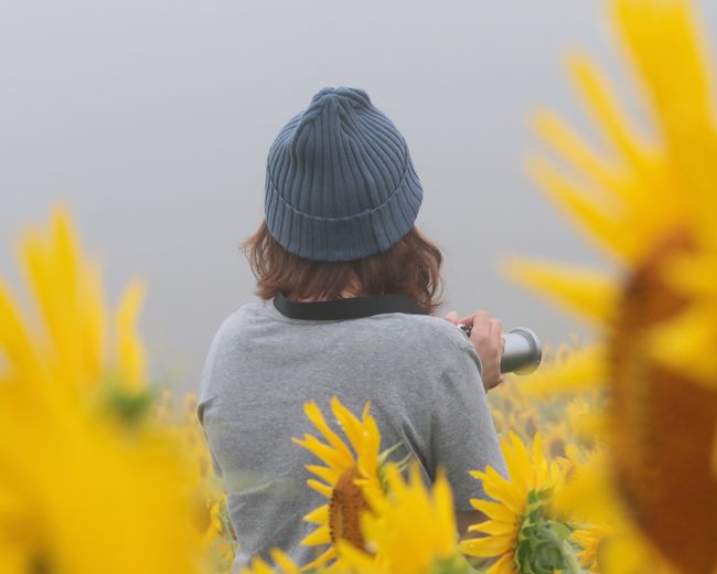 Rear view of woman with knit hat holding camera in sunflower field