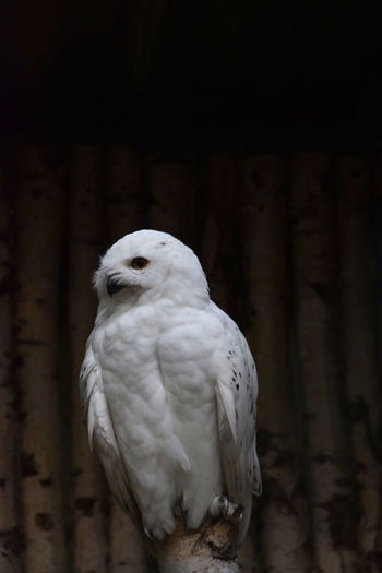 Close-up of a bird