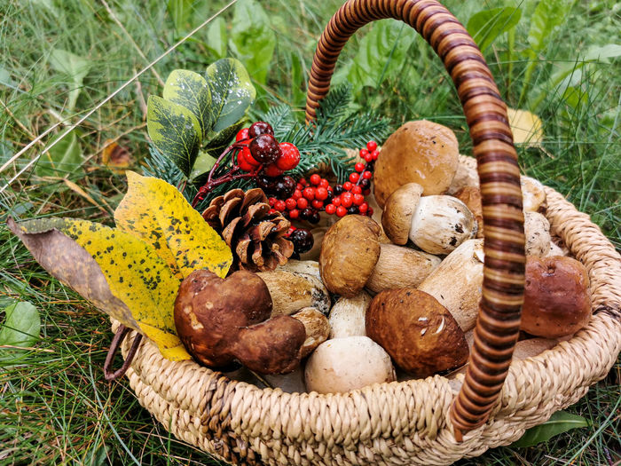 Close-up of mushrooms growing in basket