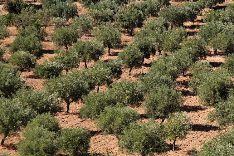 Scenic view of olive trees in andalusia 