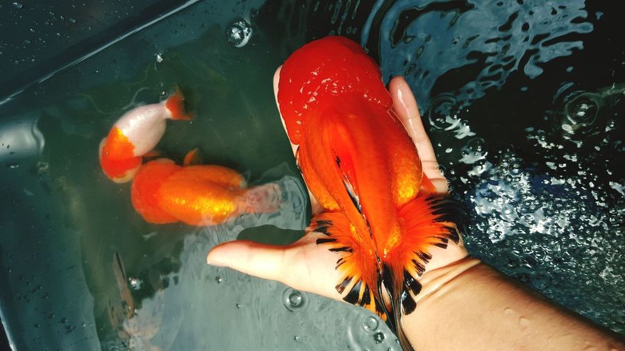 Cropped hand of person holding goldfish over fish tank