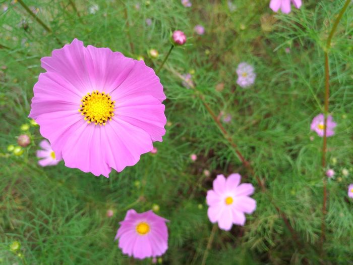 Close-up of cosmos blooming outdoors