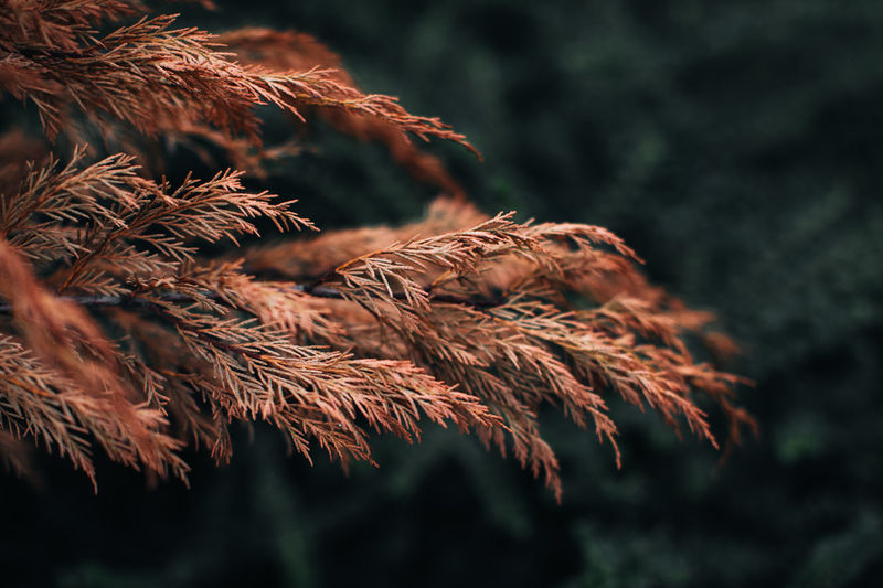 Orange dry branch of a coniferous plant on a blurred background. september details. autumn 