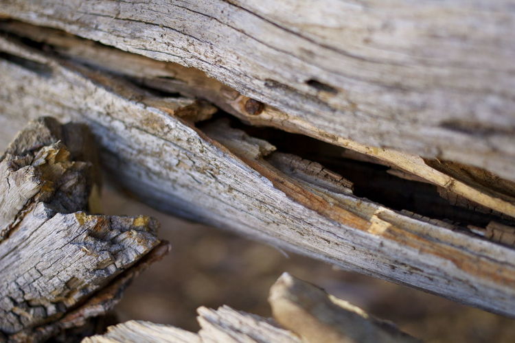 Close-up of wooden log on tree trunk