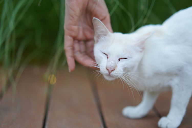 Close-up of hand holding white cat