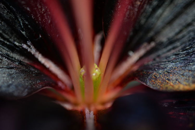 Close-up of wet red flower