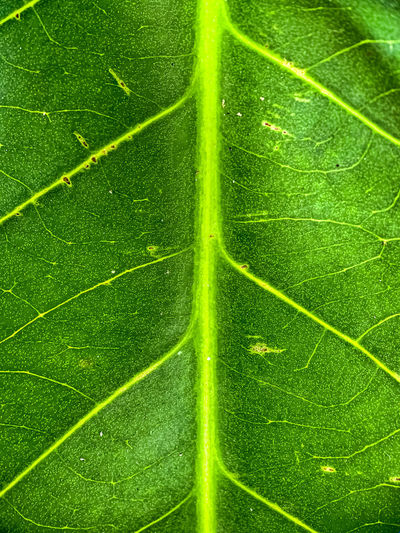 Full frame shot of dew drops on leaf