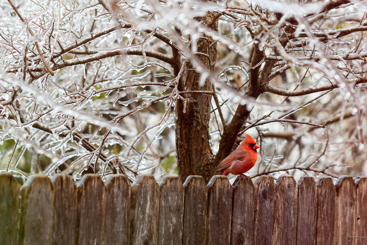 Bird perching near a tree