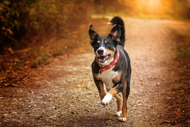 Portrait of dog running