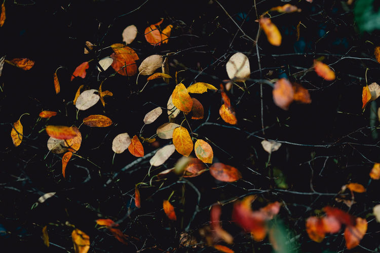 Close-up of beech leaves during autumn