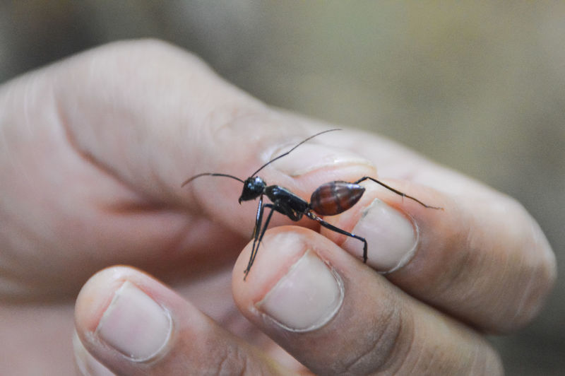 Close-up of hand holding giant ant
