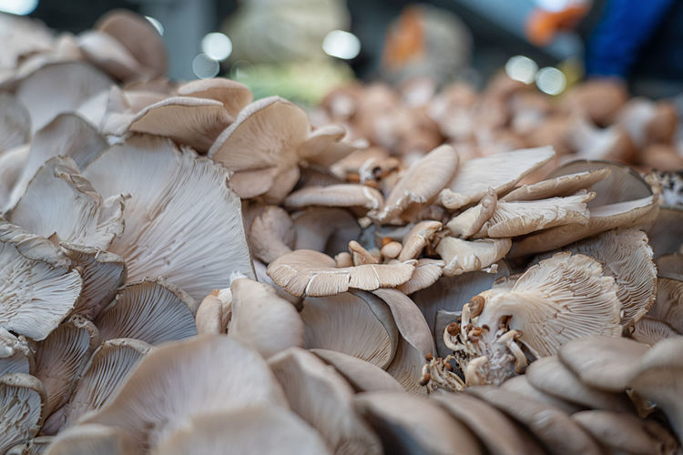 Close-up of mushrooms for sale in market