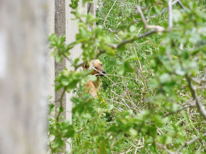 View of a bird on a land