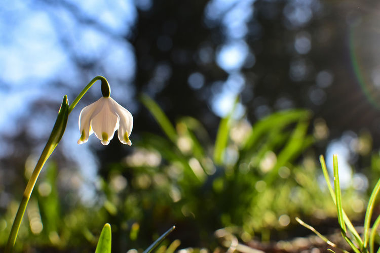 Close-up of white flowering plant