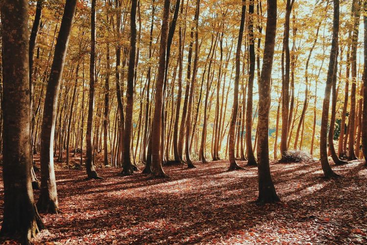Close-up of trees in forest