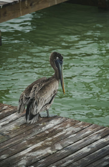 Bird perching on wood in lake