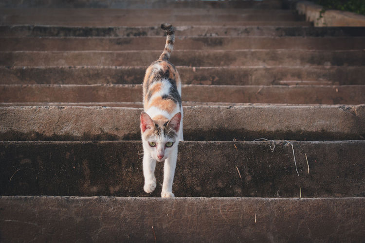 Portrait of cat on staircase