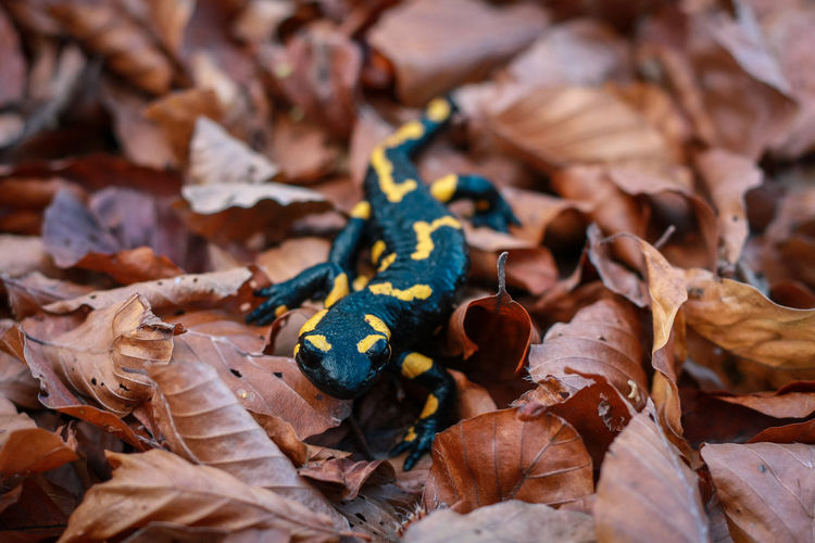 Close up crawling yellow spotted salamander concept photo