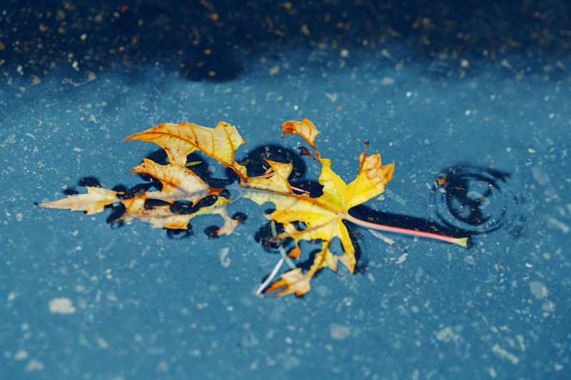 Close-up of maple leaves on water