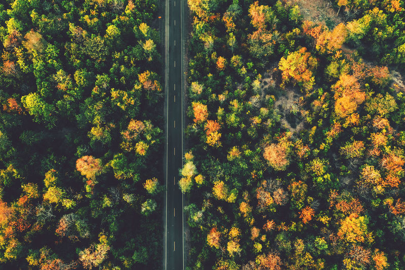 Aerial view of road amidst trees