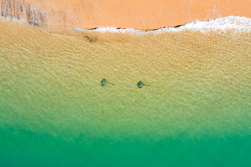 High angle view of fishes in sea