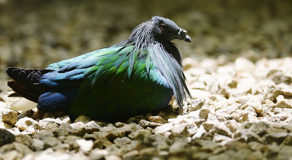 Side view of nicobar pigeon relaxing on gravel