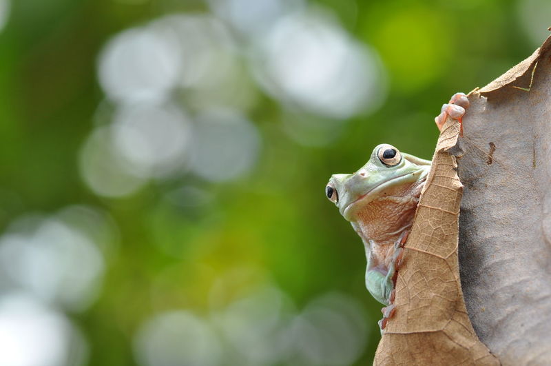 Close-up of frog on dry leaf