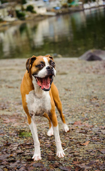 View of yawning dog