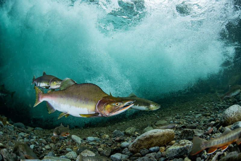 Pink salmon run 