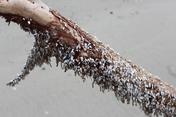 Close-up of wet lizard on branch during winter