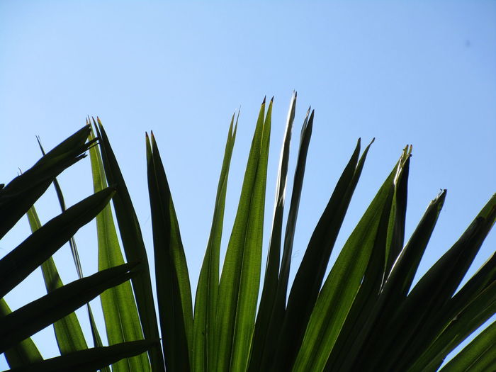 Low angle view of bamboo plants against clear blue sky