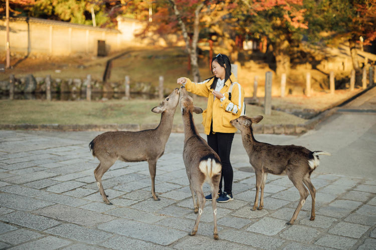 Full length portrait of young women feeding deers in nara park