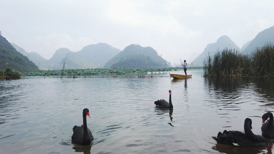 Man rowing boat in lake by black swans against sky